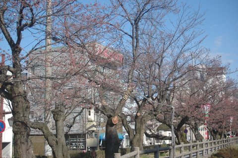 土手の桜