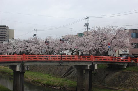 桜土手