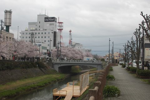 桜土手?