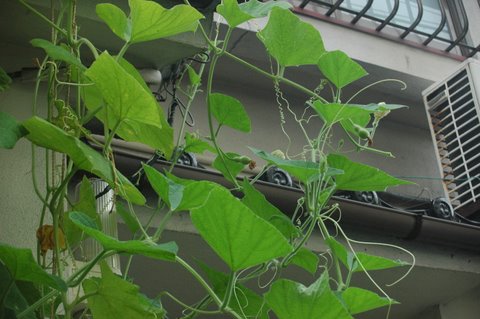 瓢箪