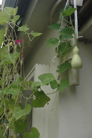 瓢箪