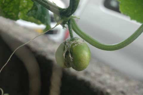 胡瓜2?