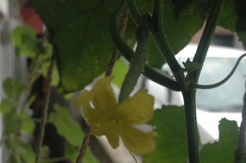 胡瓜の花