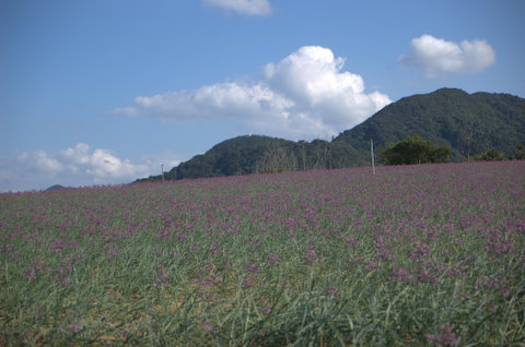 ラッキョウ畑