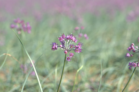 ラッキョウの花