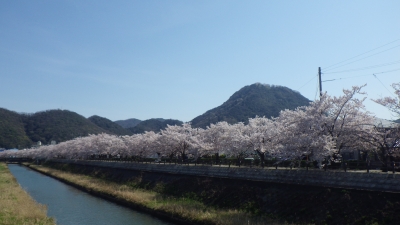 袋川の桜