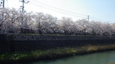 袋川の桜