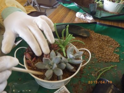 寄せ植え