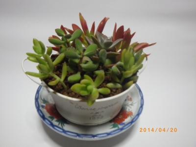 寄せ植え 完成品