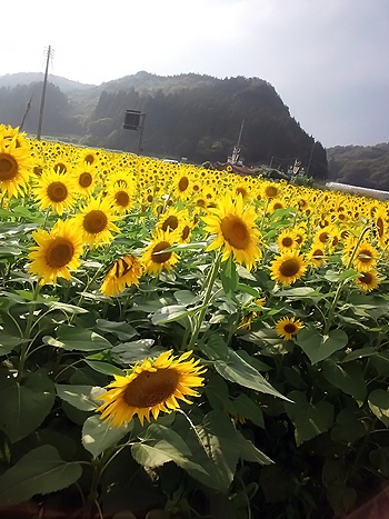 鳥取砂丘と向日葵畑で過ごす夏休み