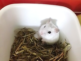 ハムスターを飼い始めて15年