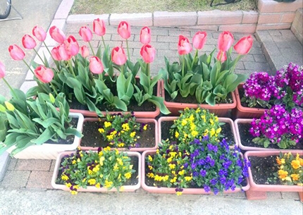 自宅の庭に咲いた春のお花♪