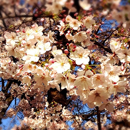 桜並み木をぽかぽかのお花見