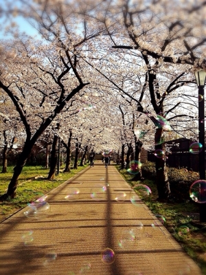 桜並み木をぽかぽかのお花見