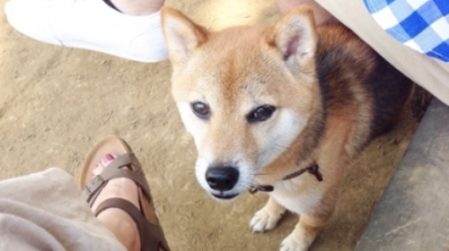 幸せのおすそわけ ハッピー夫婦の毎日/新しい家族がやってきた