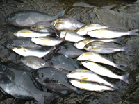 261109-17.JPG