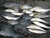 261109-19.JPG