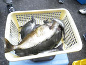 261109-26.JPG