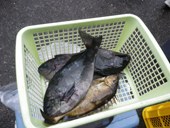 261109-27.JPG