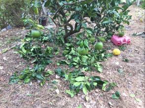 チャンドラ ポメロ