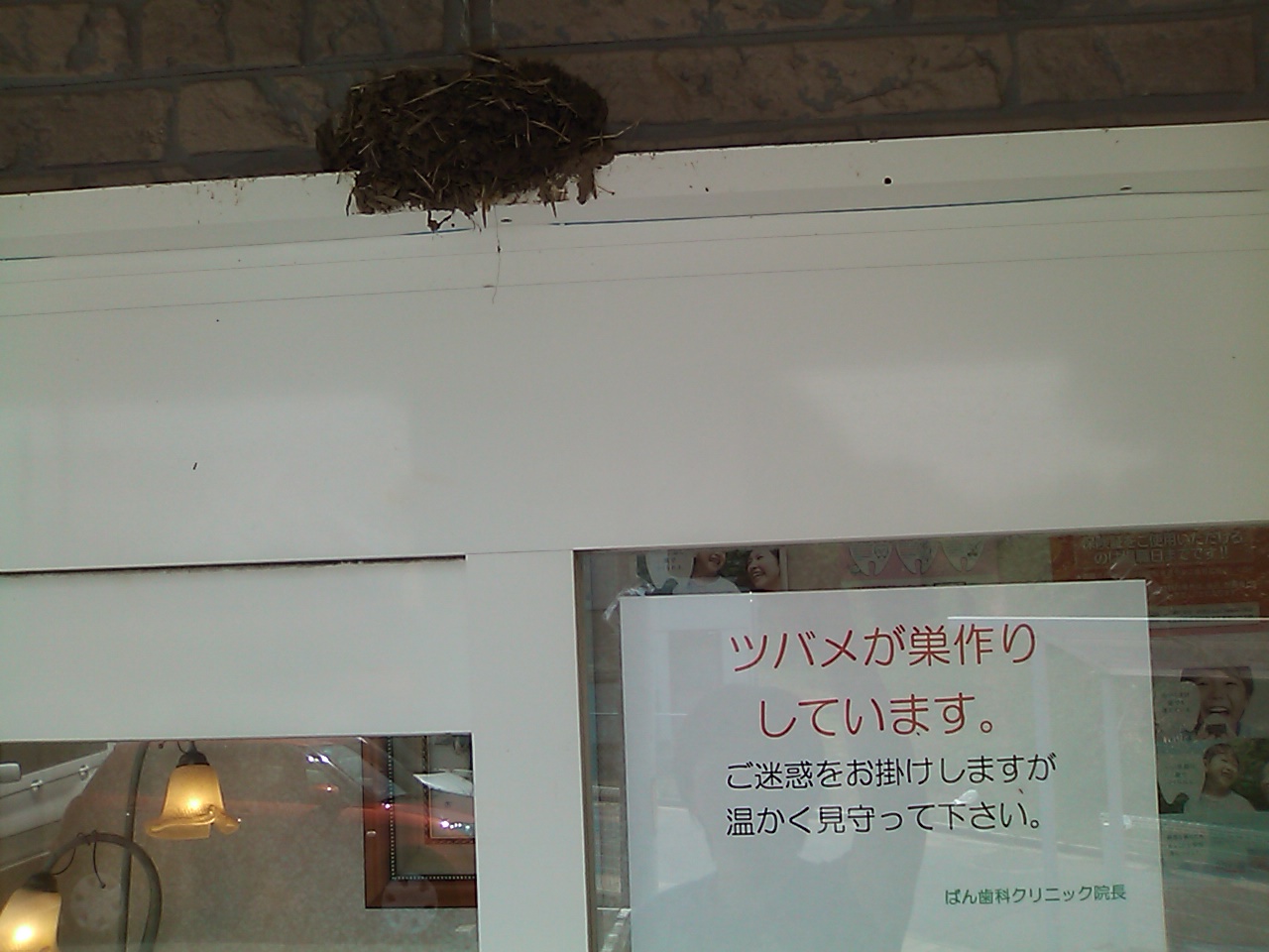 ツバメの巣