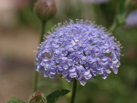 ブルーレースフラワー 花言葉