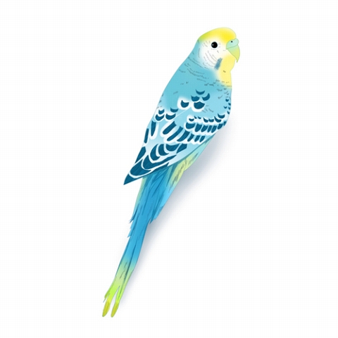 いんこ