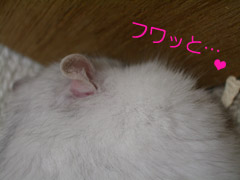 ¼ª¤È²¼ËĤì