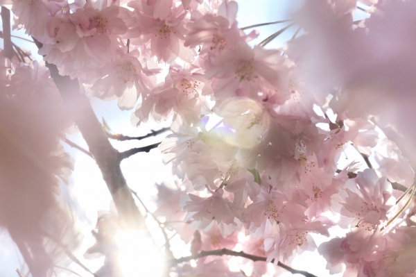 枝垂桜画像