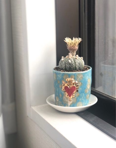 サボテン花画像