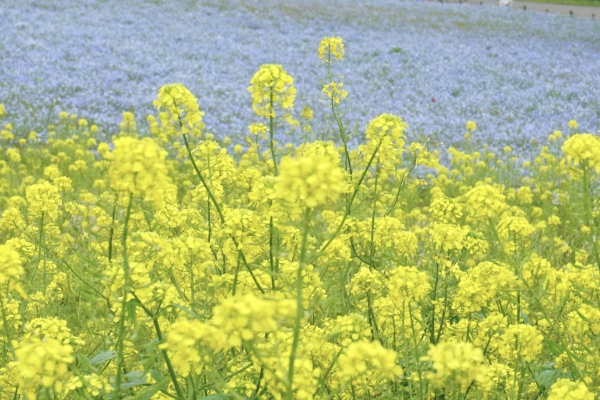菜の花、ネモフィラ