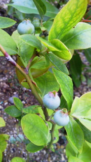 201106141802000.jpg