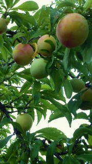 201106251610001.jpg