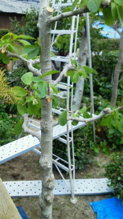 201106261631000.jpg