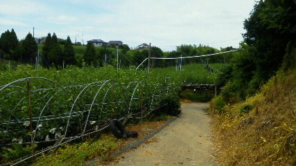 201107181210002.jpg