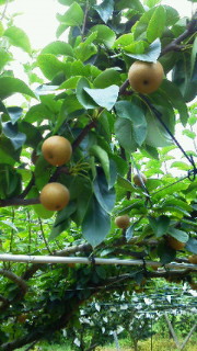 201107181241000.jpg