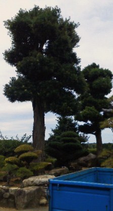 201107181210000.jpg