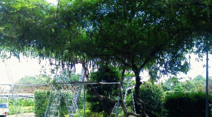 201107181215001.jpg