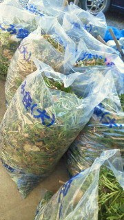 201107281704000.jpg