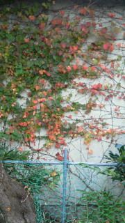 201111171609001.jpg