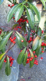 201112061438000.jpg