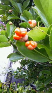 201112081555001.jpg