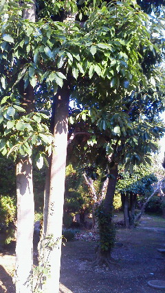 201112141450000.jpg