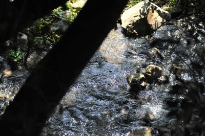 DSC_4804.JPG