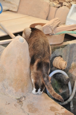 DSC_4716.JPG