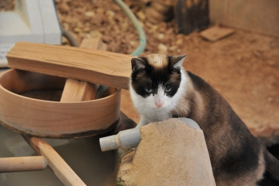 DSC_4725.JPG