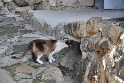 DSC_4735.JPG