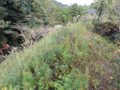 DSCN4442.JPG