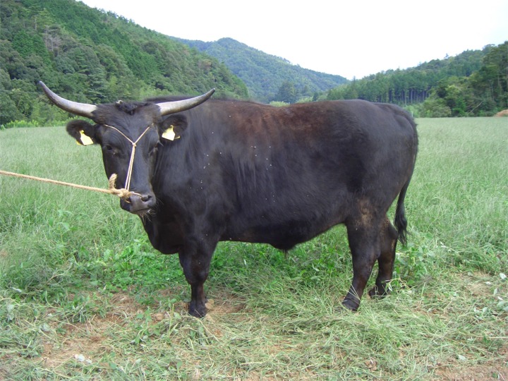見島牛(木間)3.JPG