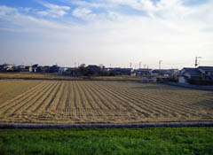 大野島の田んぼ。